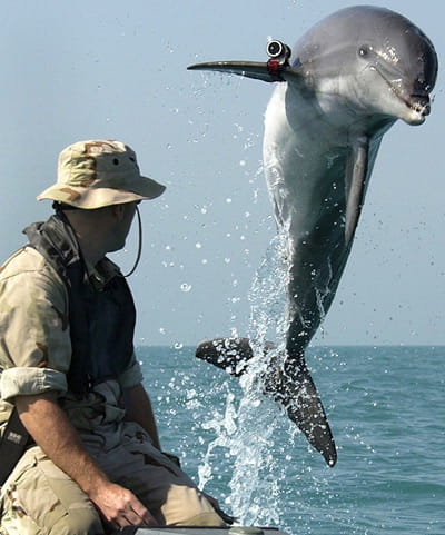 SAIC to care for Navy's electronic sensor-equipped mine-hunting dolphins