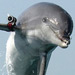 SAIC to care for Navy's electronic sensor-equipped mine-hunting dolphins